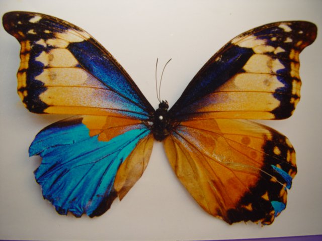 Morpho gynandromorph (Internet Image property of respective owner, non-commercial use only)